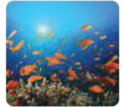 الكتلة الحيوية للأسماك